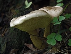 Tylopilus felleus - Жёлчный гриб