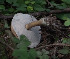 Tylopilus felleus - Жёлчный гриб