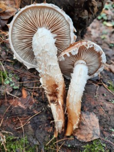 Hemistropharia albocrenulata - Чешуйчатка белогородчатая