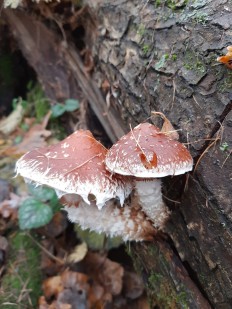 Hemistropharia albocrenulata - Чешуйчатка белогородчатая