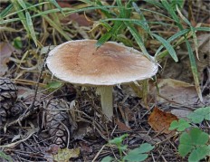 Leucocortinarius bulbiger - Белопаутинник луковичный