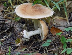 Leucocortinarius bulbiger - Белопаутинник луковичный