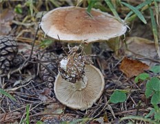 Leucocortinarius bulbiger - Белопаутинник луковичный