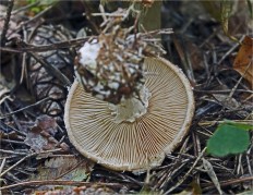 Leucocortinarius bulbiger - Белопаутинник луковичный