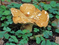 Hydnum rufescens - Ежовик красновато-желтый