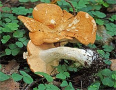 Hydnum rufescens - Ежовик красновато-желтый