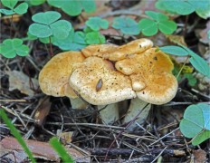 Hydnum rufescens - Ежовик красновато-желтый