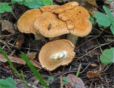 Hydnum rufescens - Ежовик красновато-желтый