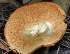 Hydnum rufescens - Ежовик красновато-желтый