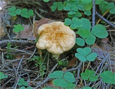 Hydnum rufescens - Ежовик красновато-желтый