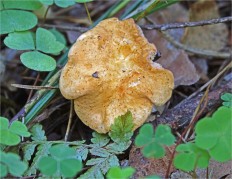 Hydnum rufescens - Ежовик красновато-желтый