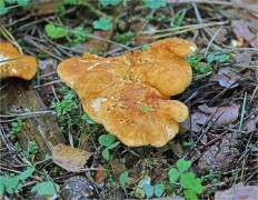 Hydnum rufescens - Ежовик красновато-желтый