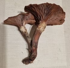 Опёнок осенний