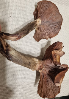 Опёнок осенний