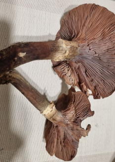 Опёнок осенний