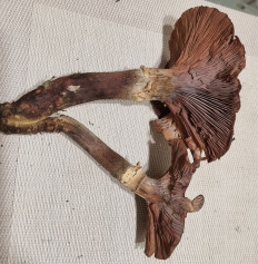 Опёнок осенний