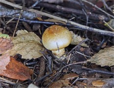 Cortinarius triumphans - Паутинник жёлтый