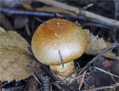 Cortinarius triumphans - Паутинник жёлтый