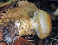 Cortinarius triumphans - Паутинник жёлтый