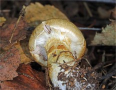 Cortinarius triumphans - Паутинник жёлтый