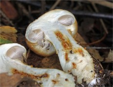 Cortinarius triumphans - Паутинник жёлтый