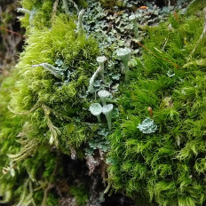 Гриб из Мытищи