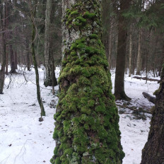 Гриб из Мытищи