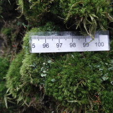 Гриб из Мытищи