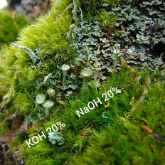 Гриб из Мытищи