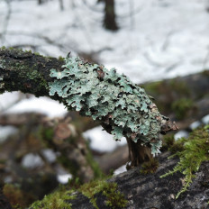 Гриб из Мытищи