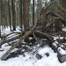 Гриб из Мытищи