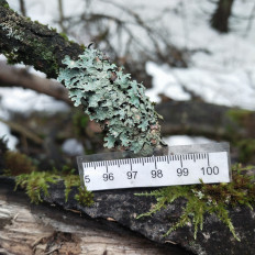 Гриб из Мытищи