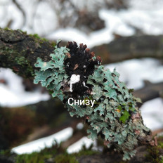 Гриб из Мытищи