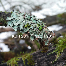 Гриб из Мытищи