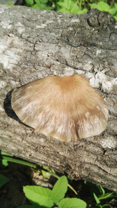 Вёшенка покрытая