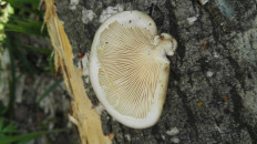 Вёшенка покрытая