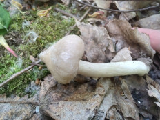 Гриб из Москва