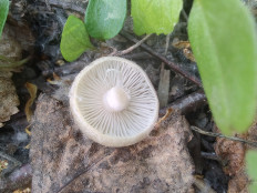 Гриб из Москва