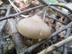 Гриб из Москва