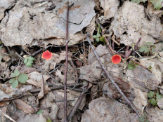 Микростома вытянутая