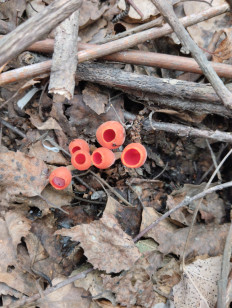 Микростома вытянутая