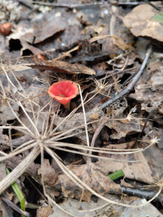 Микростома вытянутая