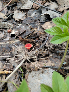 Микростома вытянутая