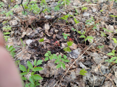 Микростома вытянутая