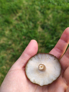 Трутовик майский