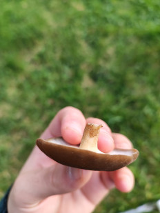 Трутовик майский