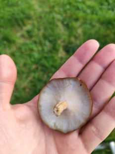 Трутовик майский