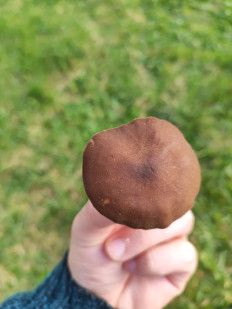 Трутовик майский