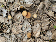 Гриб из Тевриз