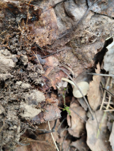 Гриб из Тевриз